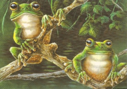 2 Tree Frogs