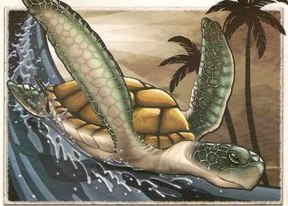 Turtle, Schildkröte