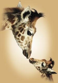 Giraffenmami mit Kind