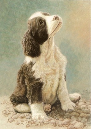 Cockerspaniel