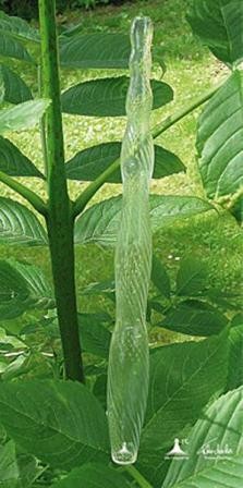 Drinking Straw - Trinkhalm