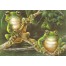 2 Tree Frogs