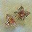 Carneol Orgon Merkaba mit goldenen Splittern 2.4cm