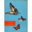 Tropische Schmetterlinge